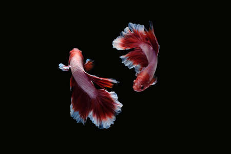 Two dancing betta siamese fighting fish (Halfmoon lavender in red and white color combination type)...