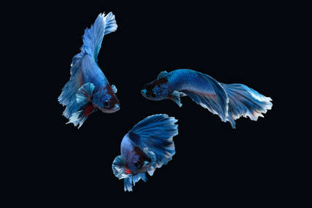 Photo collage of betta siamese fighting fish (Halfmoon Rosetail in white blue color) isolated on...