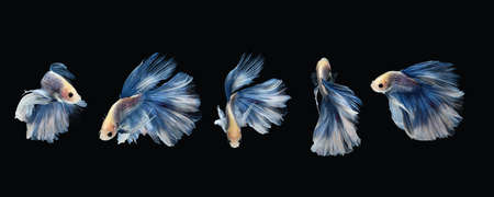 Photo collage set of betta siamese fighting fish (Giant Halfmoon Rosetail in white blue color...