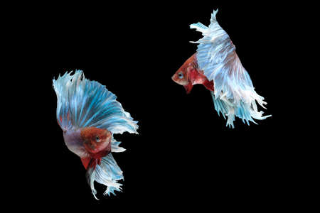 Two flaying and dancing betta siamese fighting fish (Giant Halfmoon Rosetail type in red purple body color and blue white fin color combination) isolated on black backgroundの写真素材