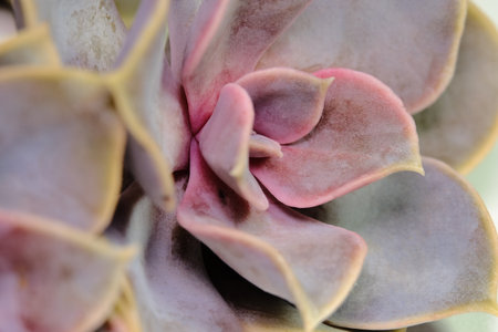 Close up Echeveria perle mutant succulent plant flower, rainbow color. Image photo
