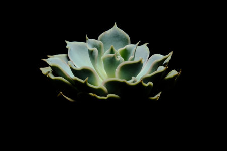Close up side view of Echeveria Grey curly succulent plant, beautiful flower in blue gray color. Isolated on black background. Image photoの写真素材