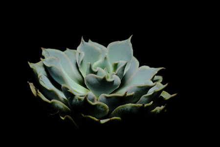 Close up side view of Echeveria Grey curly succulent plant, beautiful flower in blue gray color. Isolated on black background. Image photoの写真素材