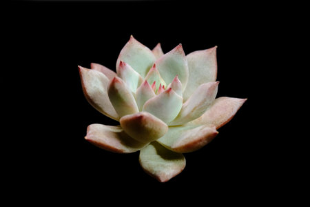 Side view closeup of Echeveria Blue bird leaf petals succulent plant, beautiful flower in red pinky color. Isolated on black background.の写真素材