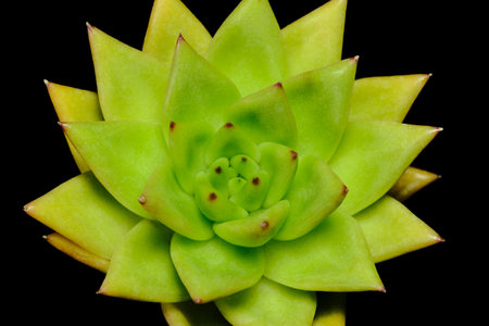 Close up Echeveria Agavoides Red Edge succulent plant, beautiful flower green yellow gradation color. Isolated on black background. Image photoの写真素材