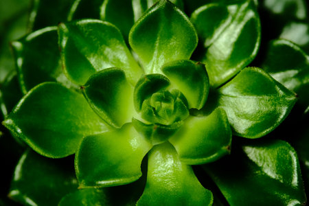closeup of Echeveria Green emerald leaf petals succulent plant, beautiful flower in green, yellow gradation color. Isolated on black background. Image photoの写真素材