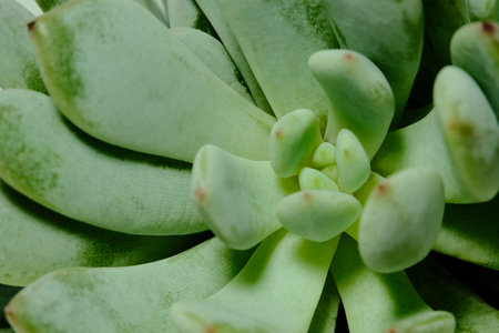 Closeup of Echeveria pachyveria belle blue leaf petals succulent plant, beautiful flower in green color. Image photoの写真素材