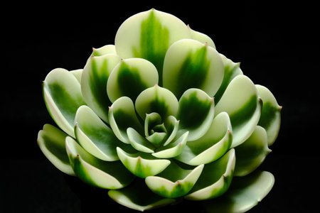Closeup Echeveria Compton Carousel variegated leaf petals succulent plant, beautiful flower in green yellow gradation color. Isolated on black background. Image photoの写真素材