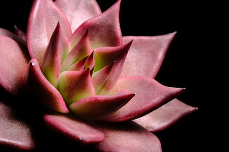 Close up top side view of Echeveria Agavoides Romeo Rubin succulent plant, beautiful flower in red pinky gradation color. Isolated in black backgrounds. Image photoの写真素材