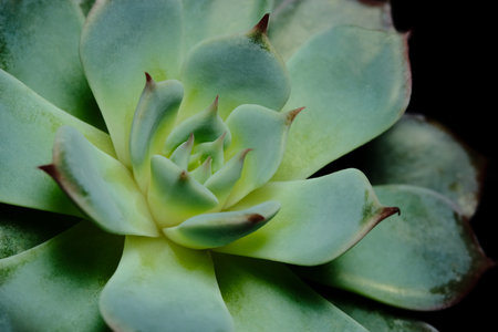 Close up of Echeveria Tippy succulent plant, beautiful flower in green color with red leaf tip. Isolated in black backgrounds. Image photoの写真素材