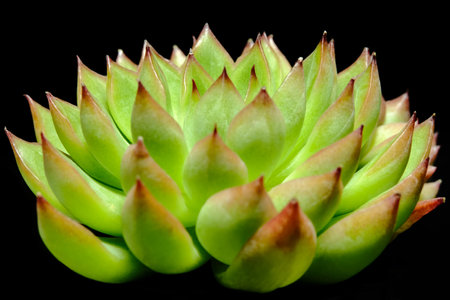 Closeup of Echeveria mebina leaf petals succulent plant, beautiful flower in green yellow color. Isolated on black background. Image photoの写真素材