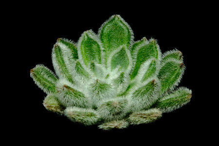 Top side view of Echeveria setosa succulent plant, unique beautiful hairy flower in green color. Isolated in black backgrounds. Image photoの写真素材