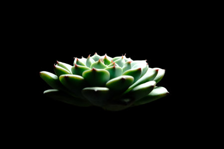Echeveria Minima Blue succulent plant with lamp effect, beautiful flower in green yellow bluish color. Isolated on black background. Image photoの写真素材