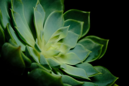 Closeup Echeveria Secunda leaf petals succulent plant, beautiful flower in green yellow gradation color. Isolated on black background. Image photoの写真素材