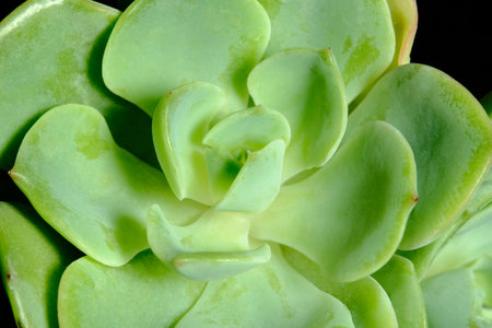 Top side view closeup of Echeveria elegans or Mexican Snowball leaf petals succulent plant, beautiful flower in green pastel color. Isolated on black background. Image photoの写真素材