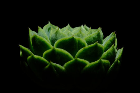 Close up side view of Echeveria Hyalina succulent plant, beautiful flower in green color. Isolated in black backgrounds. Image photoの写真素材