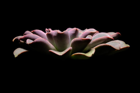 Close up Echeveria Fantastic Fountain succulent plant, beautiful flower in pink green gradation color. Isolated in black backgrounds. Image photoの写真素材