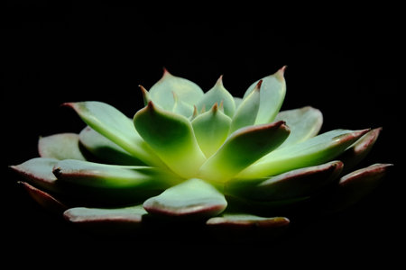 Close up of Echeveria Tippy succulent plant, beautiful flower in green color with red leaf tip. Isolated in black backgrounds. Image photoの写真素材