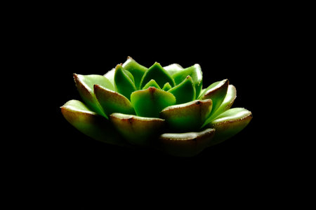 Close up, side view of Echeveria Lilipad succulent plant, beautiful flower in green, yellow...