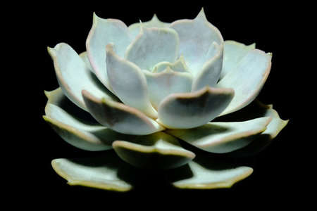 Side view closeup of Echeveria Lilacina leaf petals succulent plant, beautiful flower in green purple gradation color combination. Isolated on black background. Image photoの写真素材