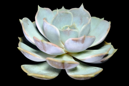 Side view closeup of Echeveria Lilacina leaf petals succulent plant, beautiful flower in green purple gradation color combination. Isolated on black background. Image photoの写真素材