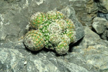 Close up Mammillaria dealbata on artificial habitat, live at rock cliff crevice stone surface. Image photoの写真素材
