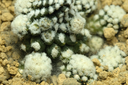 Close up Capiapoa tanuissima fungal infection at rocky ground desert soil. Image photoの写真素材