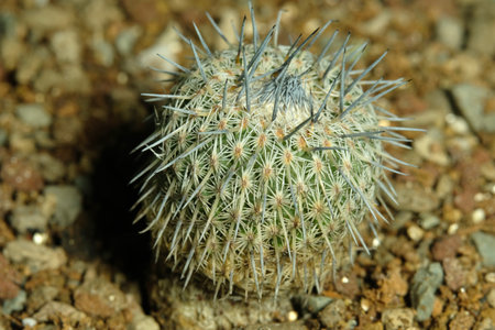 Close up Mammillaria epithelantha micromeris ssp. unguispina on artificial habitat, live at rocky stone ground on desert. Image photoの写真素材