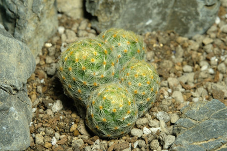 Close up Mammillaria schiedeana yellow spines on artificial habitat, live at rock cliff crevice stone surface. Image photoの写真素材
