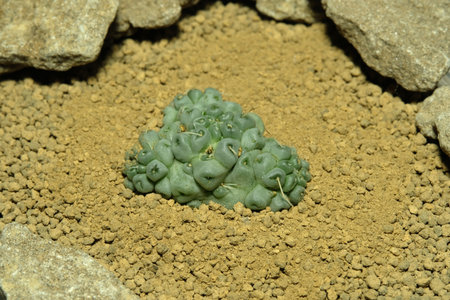 Close up Mammillaria Schumanii Inermis cristata on artificial habitat, live at rocky ground on desert with stone. Image photoの写真素材