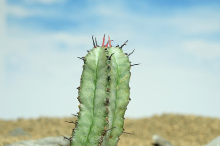 Close up Euphorbia Horrida on artificial habitat, live at rocky ground on desert with stone. Image photoの写真素材