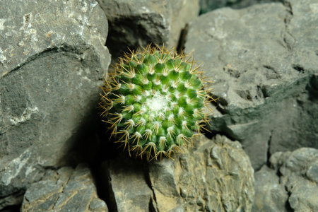 Close up Mammillaria marksiana on artificial habitat, live at rock cliff crevice stone surface. Image photoの写真素材