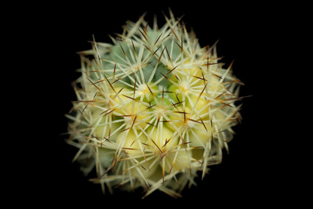 Close up detail top view of mammillaria Schumanii variegata. Isolated on black background. image...