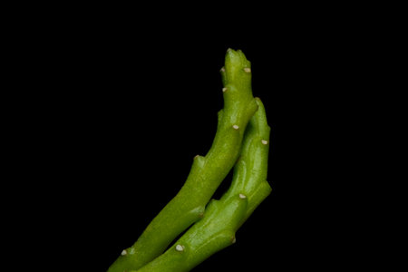 Close up leaf, stem, branch of Euphorbia Flanaganii montrose cristata â€“ caudex cristata....
