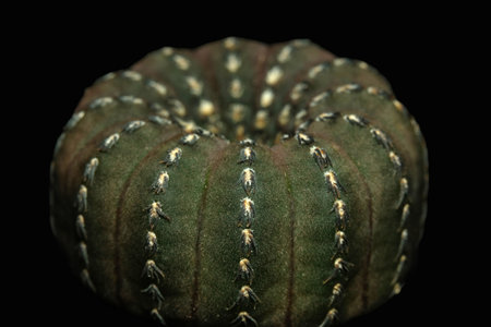 Frailea castanea a.k.a. Frailea asterioides. Isolated on black background. image photo