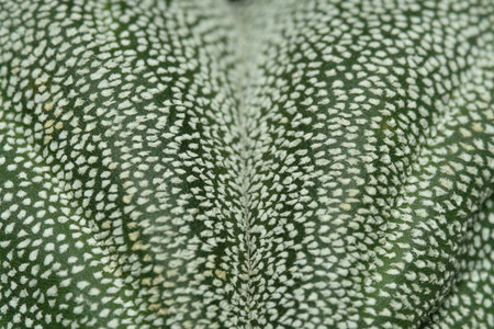 Close up detail of Astrophytum Myriostigma coahuilense white dots. Image photoの写真素材