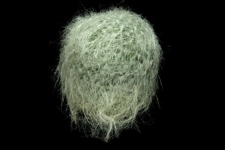 Close up front view Mammillaria hahniana var. superba. Isolated on black background. image photo