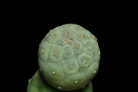 Close up top view of tephrocactus geometricus cactus plant. Isolated on black background. image photoの写真素材