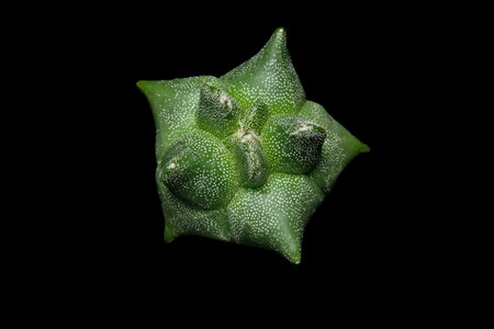 Close up top view of Astrophytum Myriostigma Kikko coahuilense in green color full of white dots. Isolated on black background. Image photoの写真素材