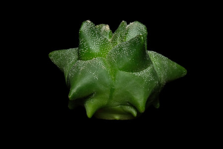 Close up side view of Astrophytum Myriostigma Kikko coahuilense in green color full of white dots....