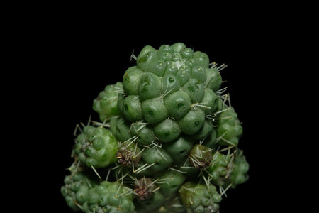 Close up of mammillaria schumanii cluster. Isolated on black background. image photoの写真素材