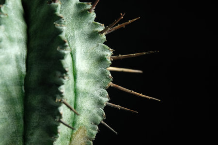 Close up detail ribs and spine of Euphorbia Horrida, milk barrel cactus plant. Isolated on black background. image photoの写真素材