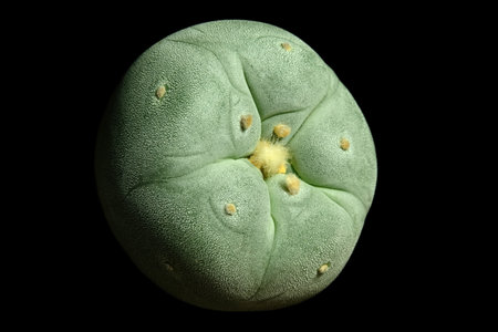 Close up top view of Lophophora williamsii var. Fricii Tanenaga Ooibo. Isolated on black background. image photoの写真素材