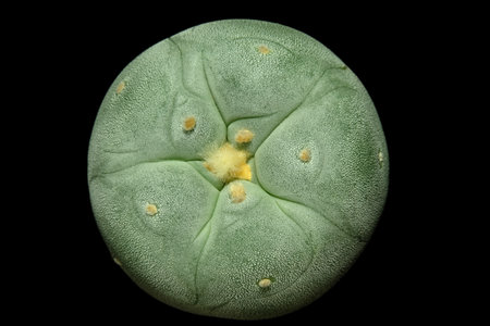 Close up top view of Lophophora williamsii var. Fricii Tanenaga Ooibo. Isolated on black background. image photoの写真素材