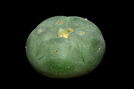 Close up top view of Lophophora williamsii var. Fricii Tanenaga Ooibo. Isolated on black background. image photoの写真素材