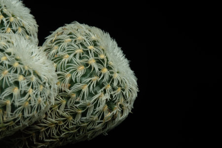 Close up detail, side view of Frailea Buenekeri Var Densispina cluster, living in group. Isolated on...