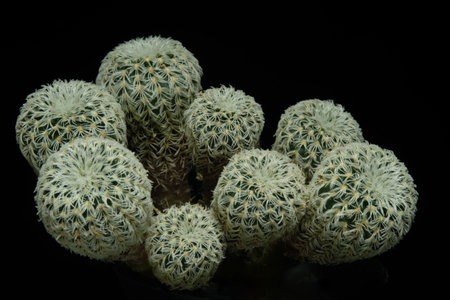 Frailea Buenekeri Var Densispina cluster, living in group. Isolated on black background. image photoの写真素材
