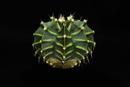 Close up, front view of gymnocalycium mihanovichii black knight. Isolated on black background. image photoの写真素材