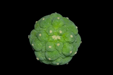 Close up top view of Lophophora williamsii var. Fricii Lizard skin. Isolated on black background...