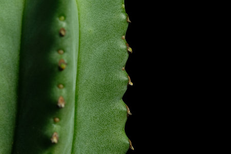 Detail spine growth point shoot of Euphorbia Fruticosa cactus plant. Isolated on black background...